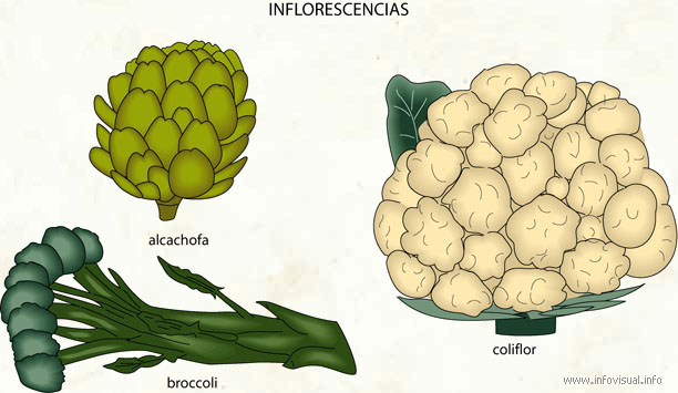 Inflorescencias (Diccionario visual)